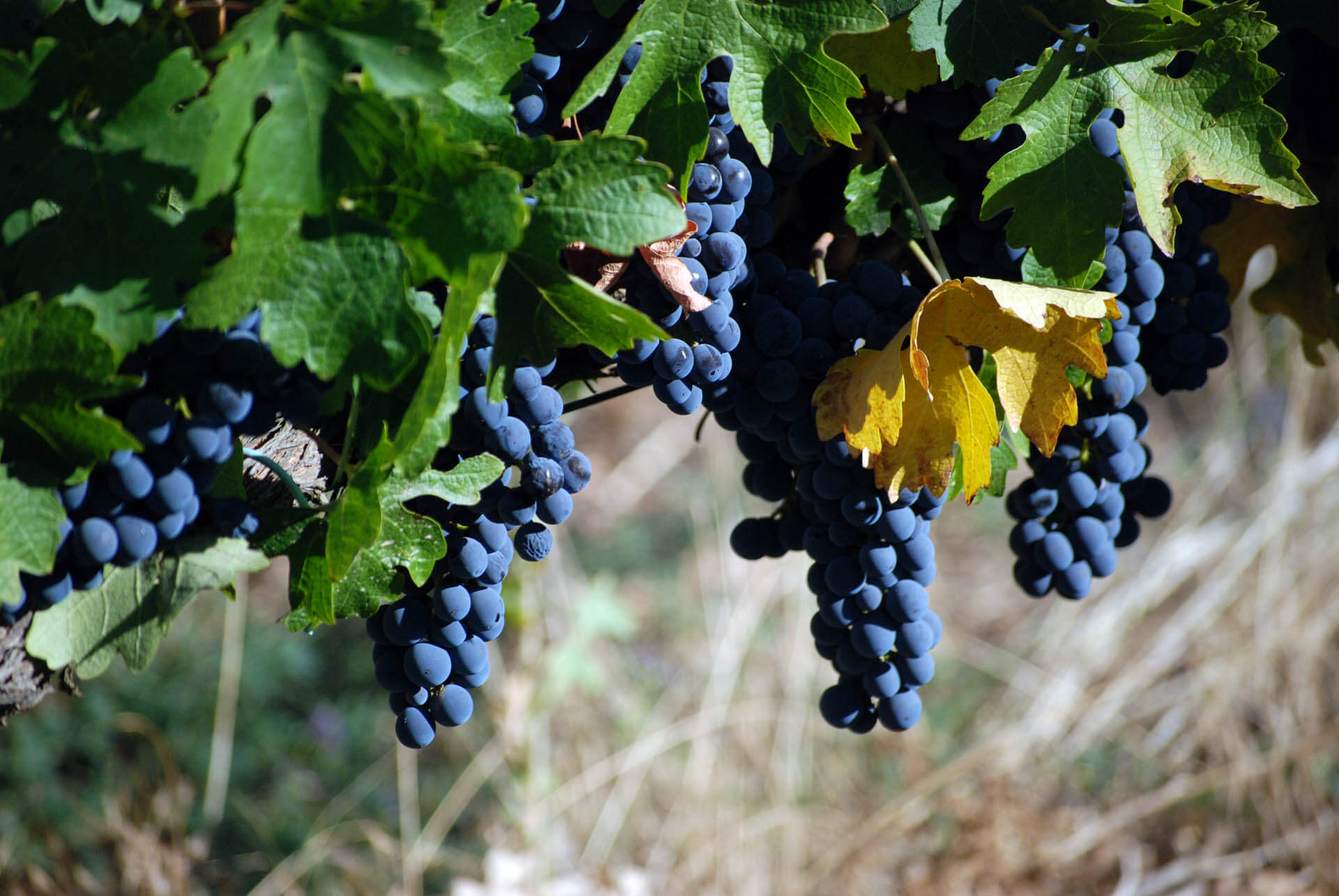 Las variedades de uva