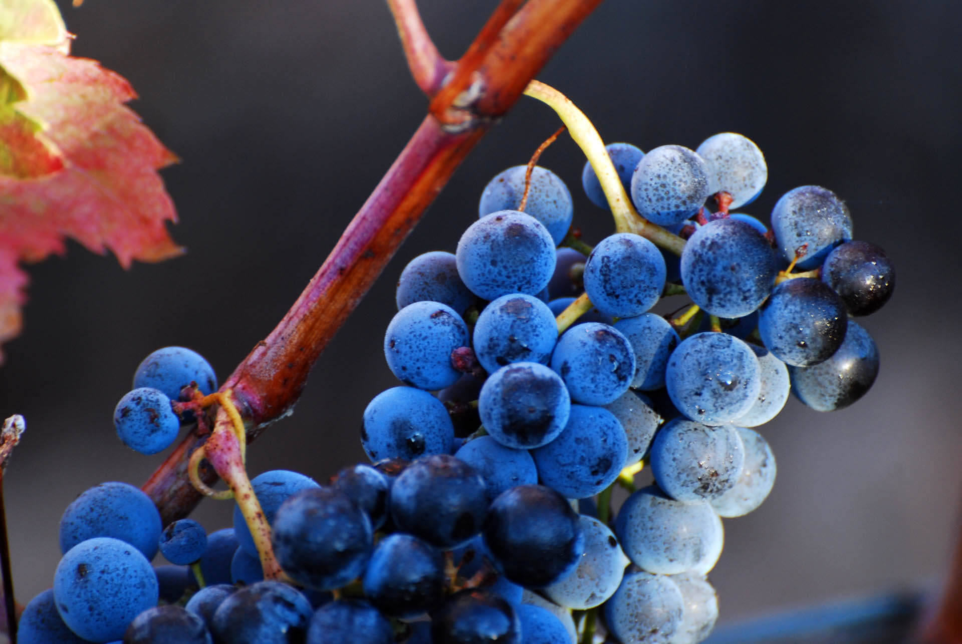Las variedades de uva