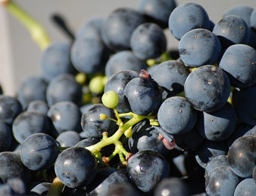 Beaujolais, los vinos más jóvenes del año que no pueden faltar en tu mesa